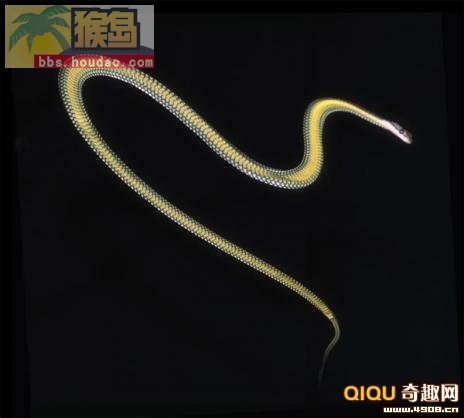 地球海陆空三种最致命的蛇