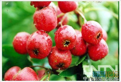 去火食物排行