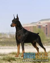 杜宾犬饲养观念