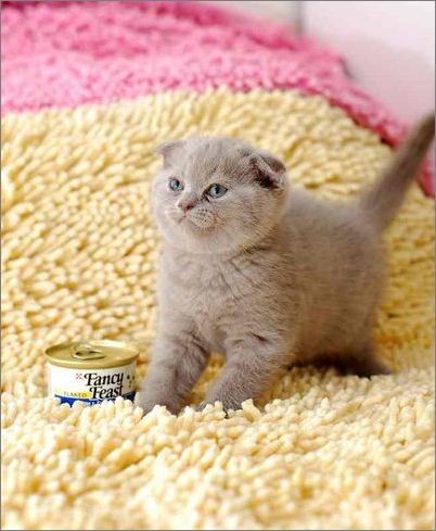 猫咪美容之猫咪基本的修饰,猫咪美容整理