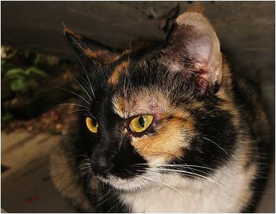 猫咪美容之猫咪基本的修饰,猫咪美容整理