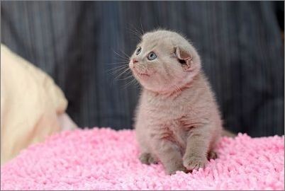 猫咪美容之猫咪基本的修饰,猫咪美容整理